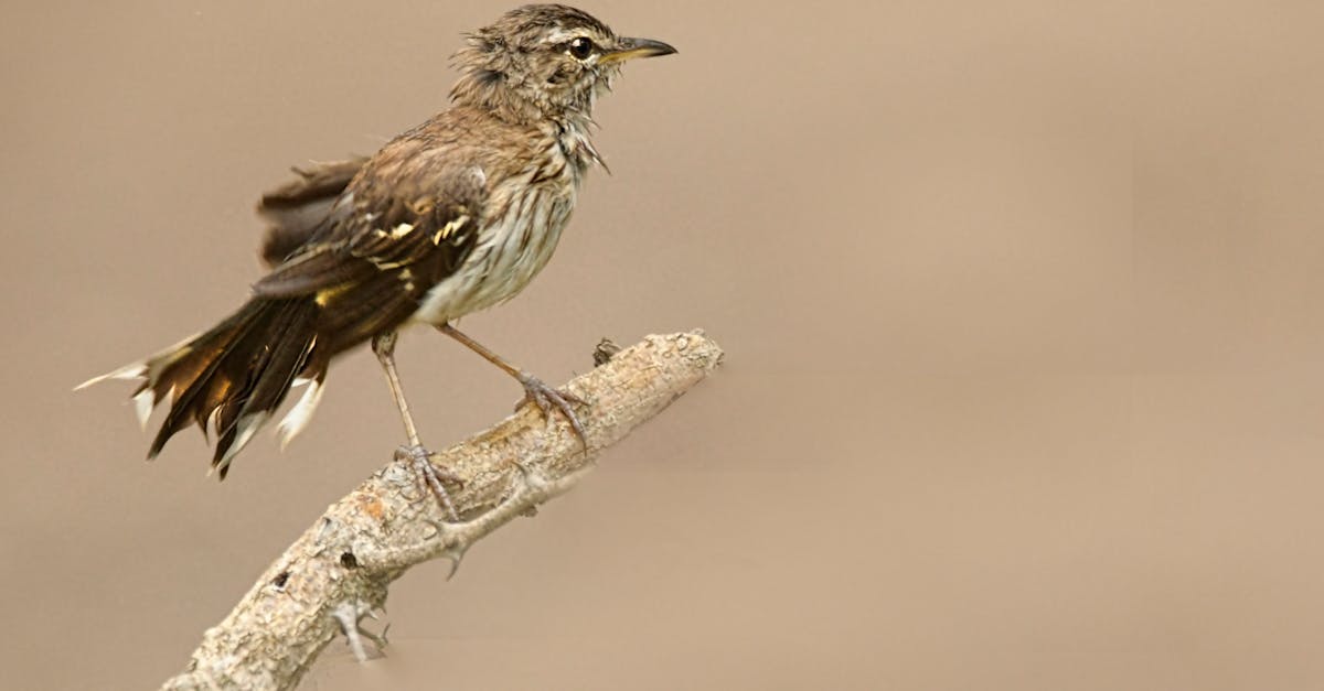 découvrez l'univers de la naturopathie, une approche naturelle et holistique de la santé qui vise à rétablir l'équilibre du corps et de l'esprit. offrant des conseils personnalisés en nutrition, phytothérapie et bien-être, nos naturopathes vous accompagnent vers une vie harmonieuse et épanouie.