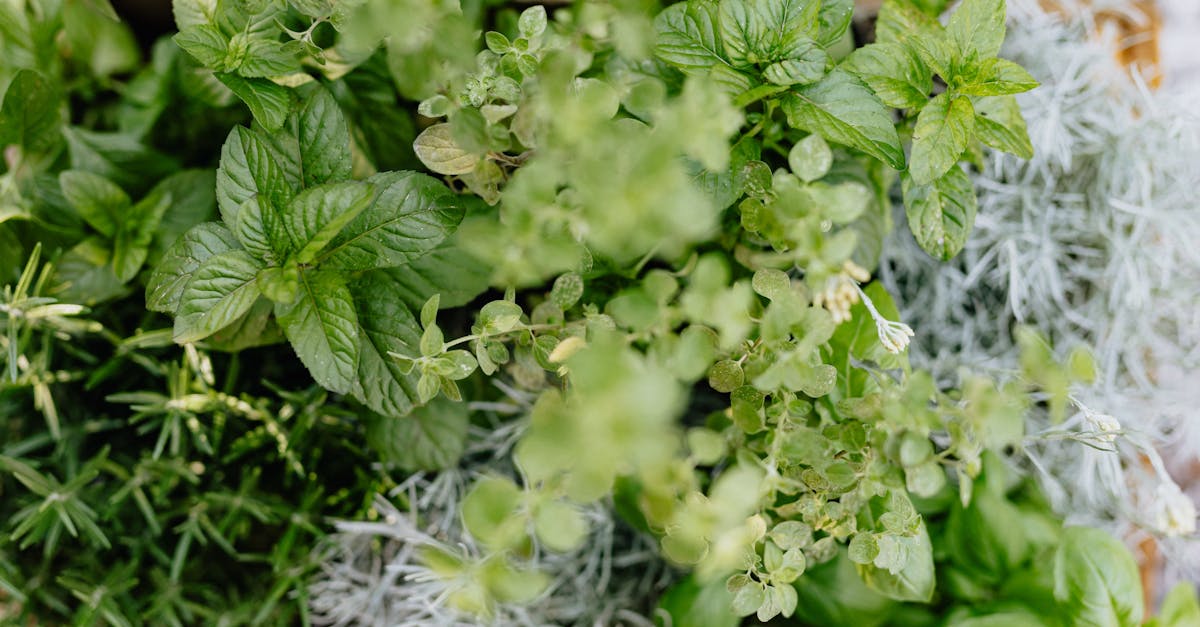 découvrez les bienfaits de la naturopathie, une approche holistique de la santé qui privilégie les méthodes naturelles pour favoriser le bien-être physique et mental. apprenez comment la naturopathie peut vous aider à prévenir les maladies, à renforcer votre vitalité et à équilibrer votre corps.