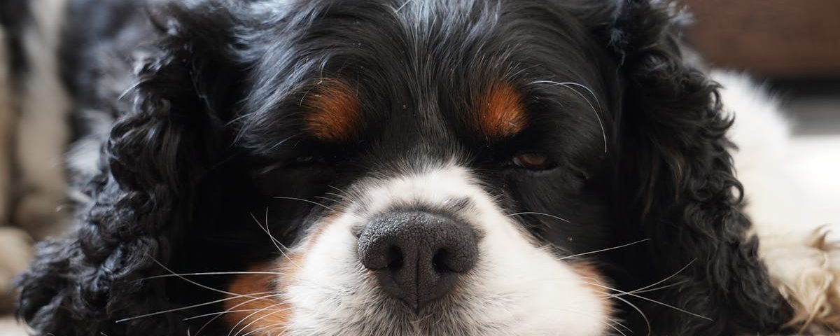 découvrez les bienfaits de la thérapie par ondes de choc, une méthode innovante pour traiter les douleurs musculo-squelettiques et favoriser la guérison. améliorez votre qualité de vie grâce à cette technique non invasive et efficace.