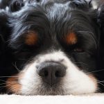 découvrez les bienfaits de la thérapie par ondes de choc, une méthode innovante pour traiter les douleurs musculo-squelettiques et favoriser la guérison. améliorez votre qualité de vie grâce à cette technique non invasive et efficace.