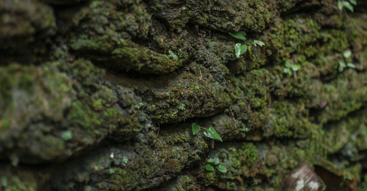 découvrez l'univers fascinant du microbiome, cet ensemble de micro-organismes qui habite notre corps et joue un rôle essentiel dans notre santé. apprenez comment il influence notre digestion, notre système immunitaire et bien plus encore.