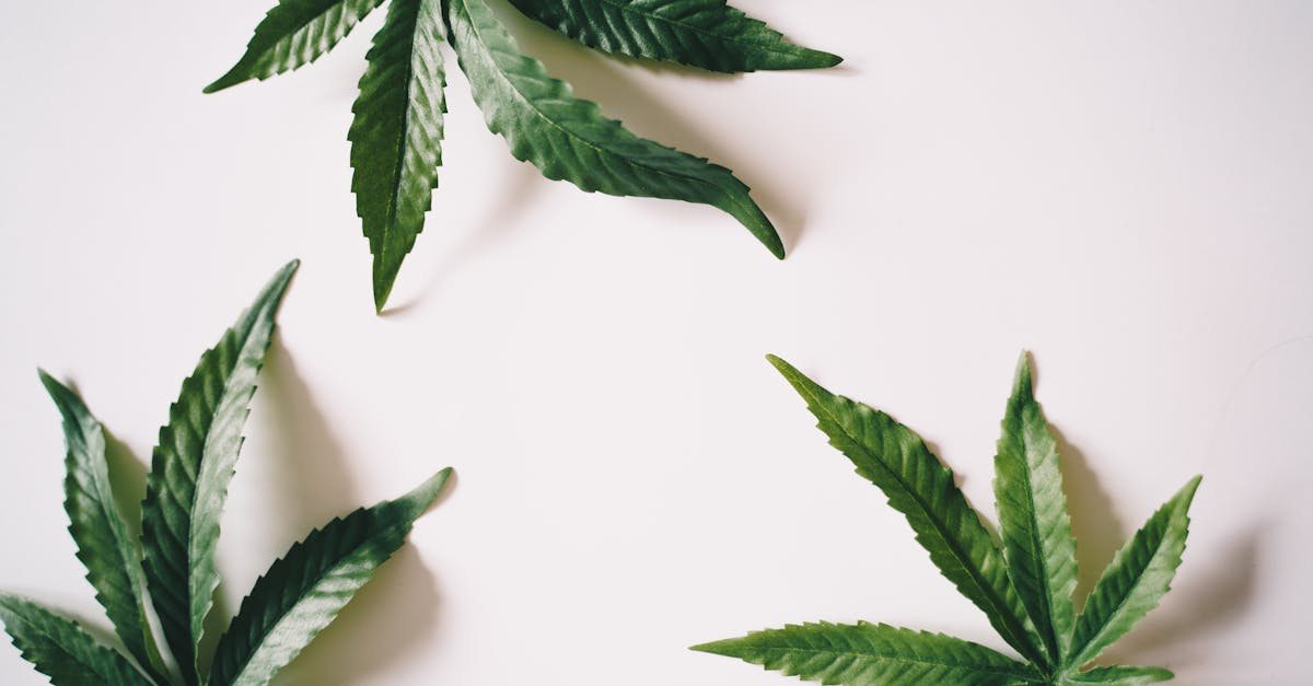 découvrez l'efficacité de la thérapie par ondes de choc pour traiter diverses douleurs et affections musculosquelettiques. explorez ses avantages, résultats cliniques et témoignages de patients.