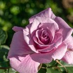 découvrez les approches naturopathiques, une méthode holistique qui favorise la santé et le bien-être à travers des traitements naturels, l'alimentation équilibrée et des pratiques de vie saines.