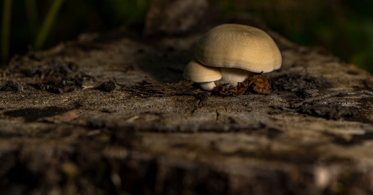 découvrez l'univers fascinant du microbiome, cet ensemble de micro-organismes qui influence notre santé, notre digestion et notre bien-être. explorez comment ces bactéries et autres microbes interagissent avec notre corps et les dernières recherches sur leur rôle dans la prévention de maladies.