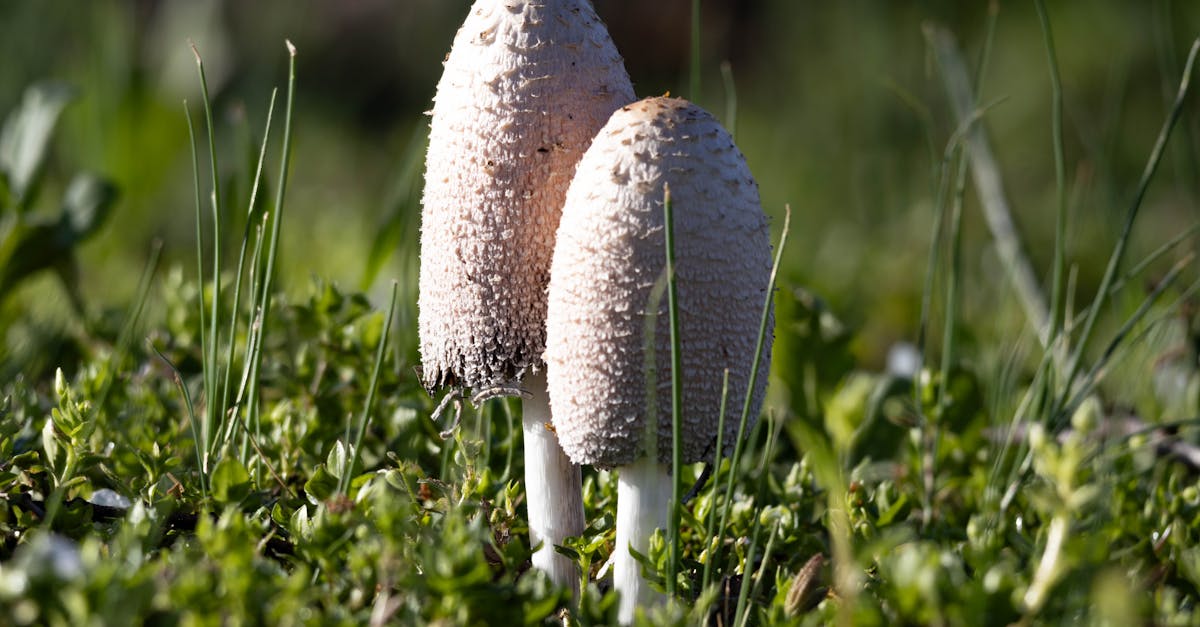 découvrez l'univers fascinant du microbiome, cet ensemble de micro-organismes qui habitent notre corps et influencent notre santé, notre métabolisme et même notre comportement. apprenez comment ces petites créatures ont un impact majeur sur notre bien-être et explorez les dernières recherches sur leur rôle essentiel.