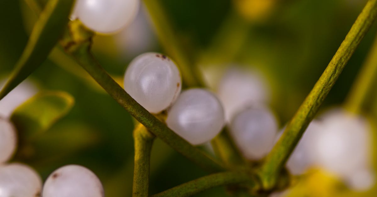 découvrez les approches naturopathiques qui visent à promouvoir la santé et le bien-être par des méthodes naturelles. apprenez comment la naturopathie utilise des remèdes à base de plantes, la nutrition et des techniques holistiques pour équilibrer le corps et l'esprit. explorez les bienfaits d'une médecine douce et préventive.