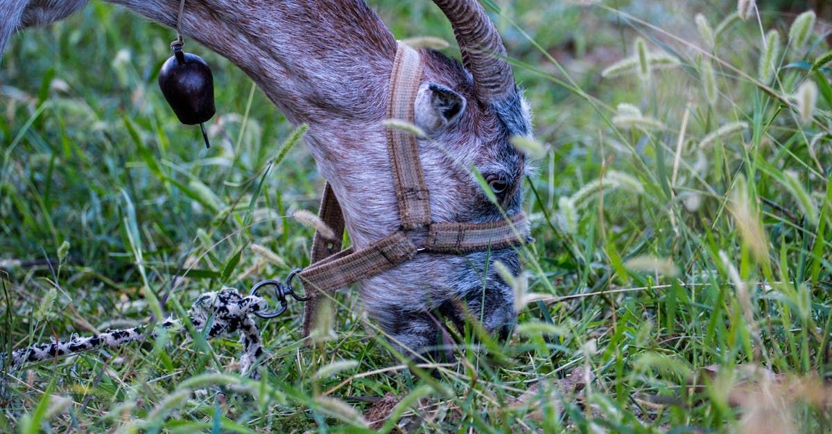 découvrez les bienfaits de la décompression neuro-vertébrale, une méthode innovante pour soulager les douleurs dorsales et améliorer la santé de votre colonne vertébrale. en savoir plus sur cette thérapie douce et efficace pour retrouver mobilité et bien-être.