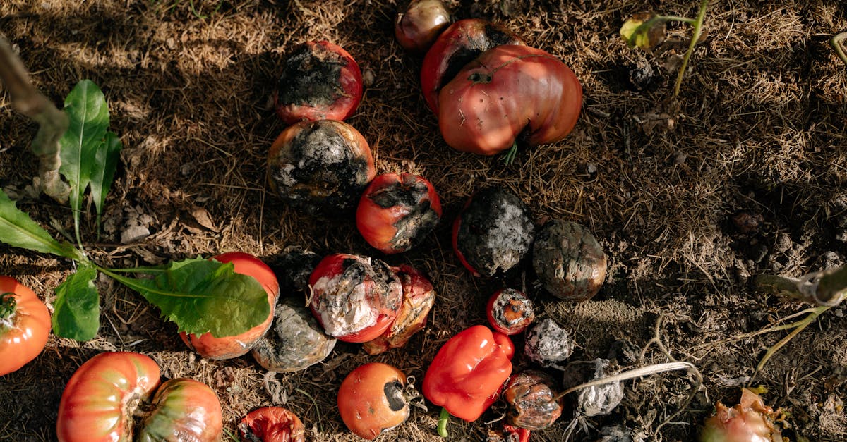 découvrez l'importance des nutriments essentiels pour votre santé. apprenez comment une alimentation équilibrée peut contribuer à votre bien-être, renforcer votre système immunitaire et améliorer votre vitalité.