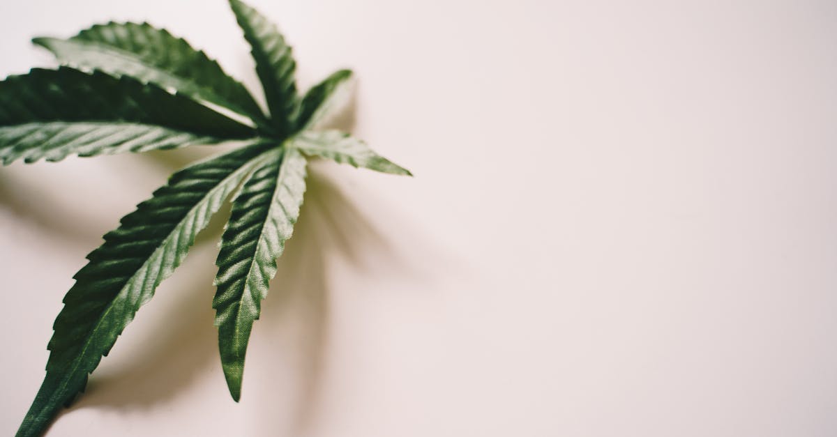 découvrez la phytothérapie, une approche naturelle de la santé qui utilise les plantes pour promouvoir le bien-être et traiter divers maux. explorez ses bienfaits, ses méthodes et les plantes les plus efficaces pour améliorer votre qualité de vie.