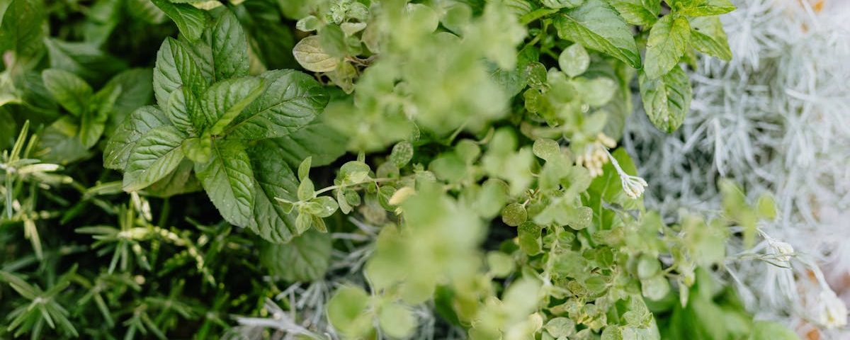 découvrez la naturopathie, une approche de santé naturelle qui privilégie le bien-être global en utilisant des techniques holistiques comme la nutrition, les plantes médicinales et des méthodes de relaxation. explorez comment cette pratique peut améliorer votre qualité de vie et favoriser l'équilibre corps-esprit.