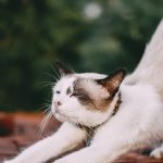 découvrez la thérapie par ondes de choc, une méthode innovante pour traiter la douleur musculo-squelettique. améliorez votre qualité de vie grâce à cette approche non invasive, sans chirurgie ni médicaments. soulagement rapide et efficace des pathologies chroniques et des blessures.