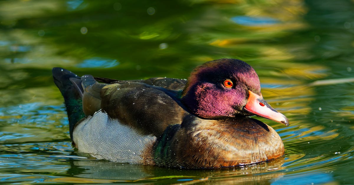 découvrez les bienfaits des massages naturopathiques, alliant techniques ancestrales et approches holistiques pour harmoniser le corps et l'esprit. offrez-vous un moment de relaxation ultime et améliorez votre bien-être au naturel.