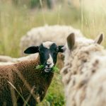 découvrez l'univers de la naturopathie, une approche naturelle et holistique pour améliorer votre bien-être. explorez les bienfaits des remèdes naturels, des conseils nutritionnels et des techniques de gestion du stress pour un équilibre optimal entre le corps et l'esprit.