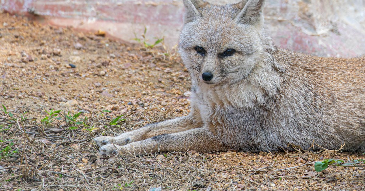 découvrez l'importance de la posture pour votre santé et votre bien-être. apprenez des astuces et exercices simples pour améliorer votre posture au quotidien, prévenir les douleurs et optimiser votre performance physique.
