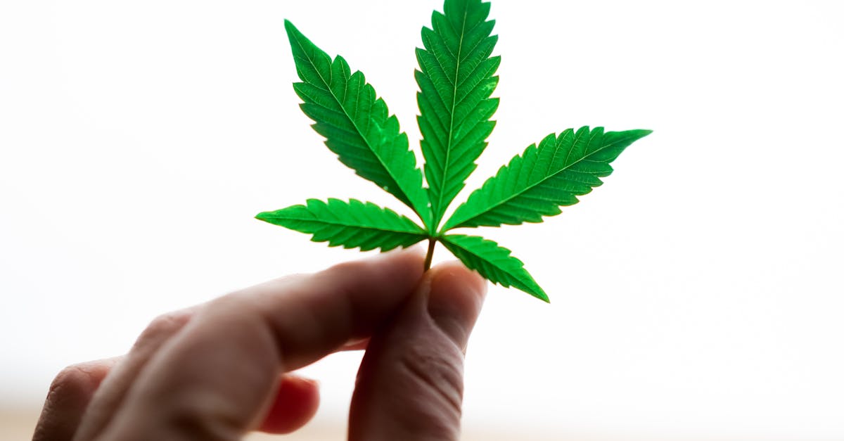 découvrez les bienfaits de la naturopathie, une approche holistique de la santé qui favorise l'équilibre naturel du corps grâce à des méthodes douces et préventives. apprenez à améliorer votre bien-être avec des conseils personnalisés en nutrition, phytothérapie et modes de vie sains.