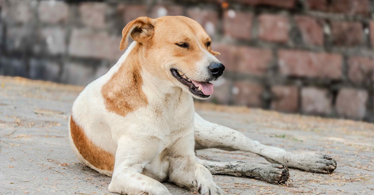 découvrez la décompression neuro-vertébrale, une technique avancée pour soulager les douleurs dorsales et améliorer votre bien-être. cette approche non invasive cible les problèmes de colonne vertébrale pour restaurer la mobilité et favoriser la guérison.