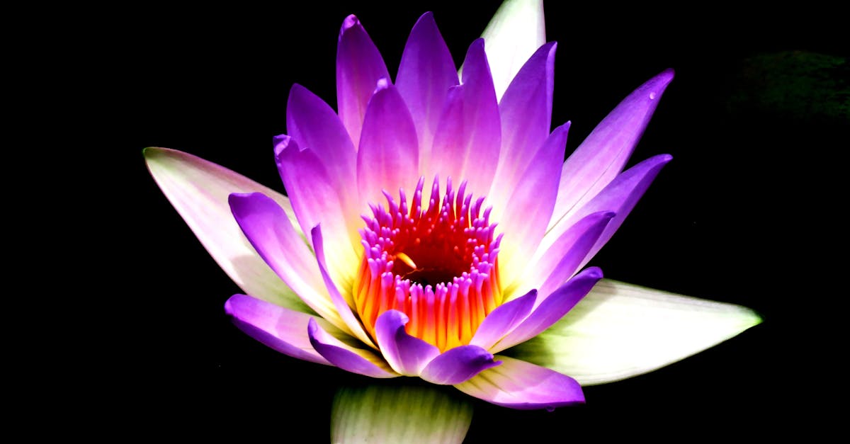 découvrez les bienfaits de la méditation pour votre esprit et votre corps. apprenez des techniques apaisantes pour réduire le stress, améliorer la concentration et favoriser le bien-être. plongez dans un voyage de relaxation et de pleine conscience.