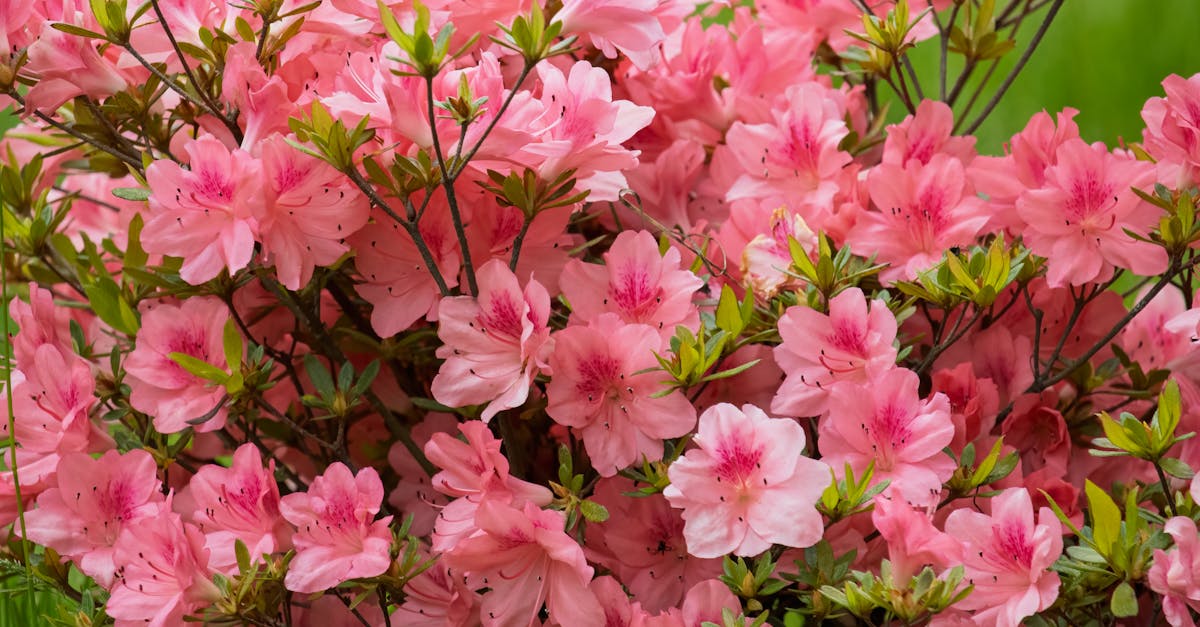 découvrez les bienfaits de la naturopathie, une approche holistique de la santé qui privilégie les remèdes naturels et la prévention. apprenez à renforcer votre bien-être physique et mental grâce à des conseils personnalisés et des techniques douces.