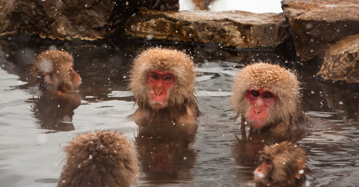 découvrez les bienfaits des bains de vapeur : une expérience relaxante pour revitaliser votre esprit et votre corps. apprenez comment cette pratique ancestrale favorise la détente, améliore la circulation sanguine et purifie la peau. plongez dans un univers de chaleur et de sérénité.
