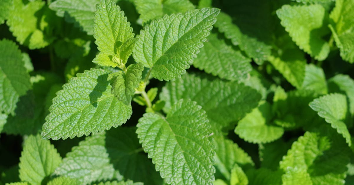 découvrez les bienfaits des infusions médicinales : des mélanges naturels qui apaisent, revitalisent et favorisent une santé optimale. explorez nos recettes d'infusions pour un bien-être au quotidien.