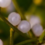 découvrez les bienfaits de la naturopathie pour améliorer votre bien-être. nos experts en santé naturelle vous guident vers un mode de vie équilibré grâce à des techniques holistiques et personnalisées.