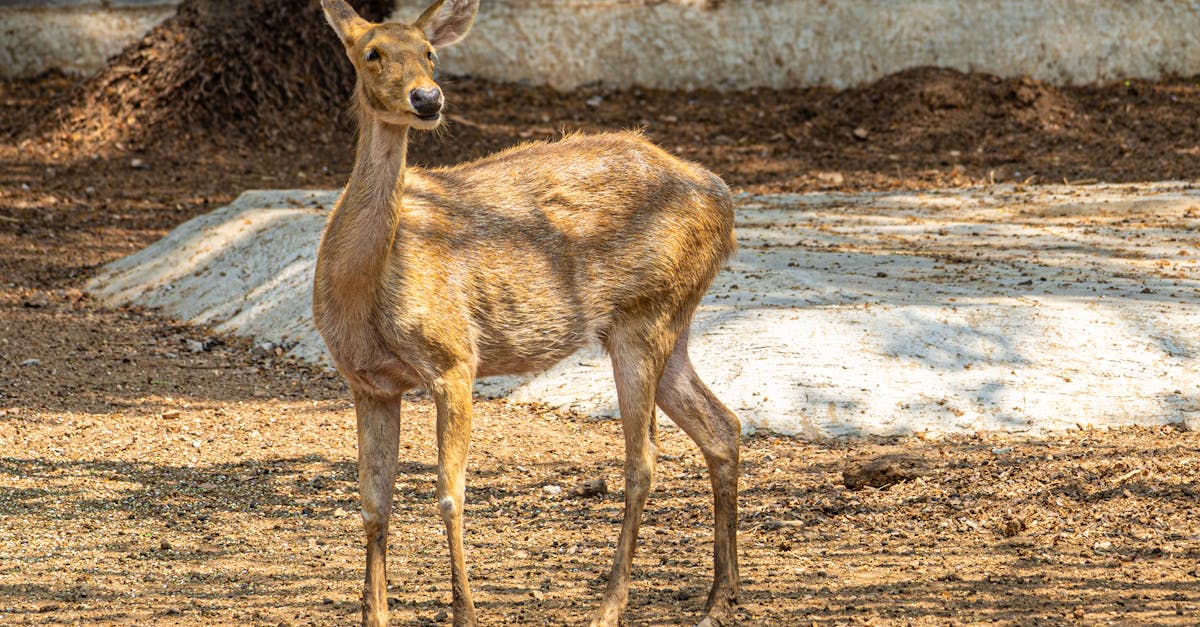 découvrez la décompression vertébrale, une méthode efficace pour soulager les douleurs lombaires et améliorer la mobilité. apprenez comment cette technique innovante peut transformer votre bien-être et faciliter votre réhabilitation.