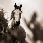 découvrez les plantes anti-inflammatoires qui peuvent soulager vos douleurs et améliorer votre bien-être. apprenez à les intégrer dans votre alimentation et à profiter de leurs bienfaits naturels.