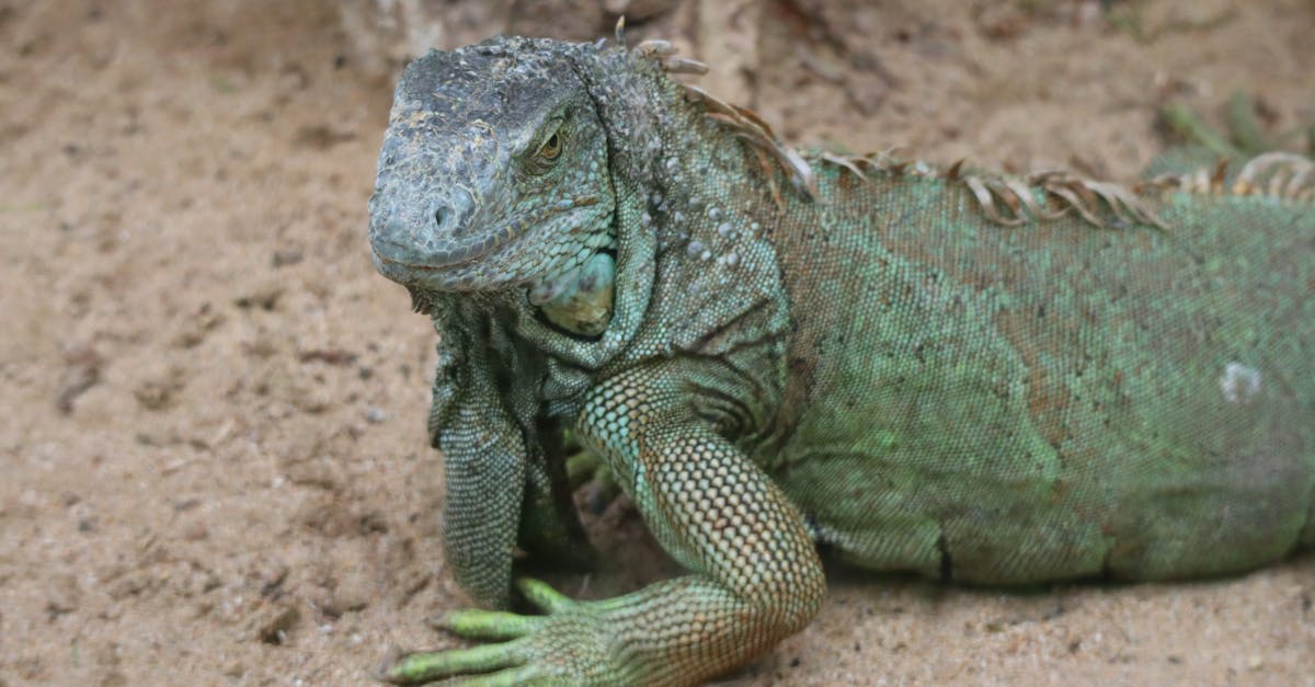 découvrez les bienfaits de la décompression neuro-vertébrale, une méthode innovante pour soulager les douleurs dorsales et améliorer la mobilité. profitez d'un traitement non invasif qui cible les racines nerveuses tout en favorisant la santé de votre colonne vertébrale.