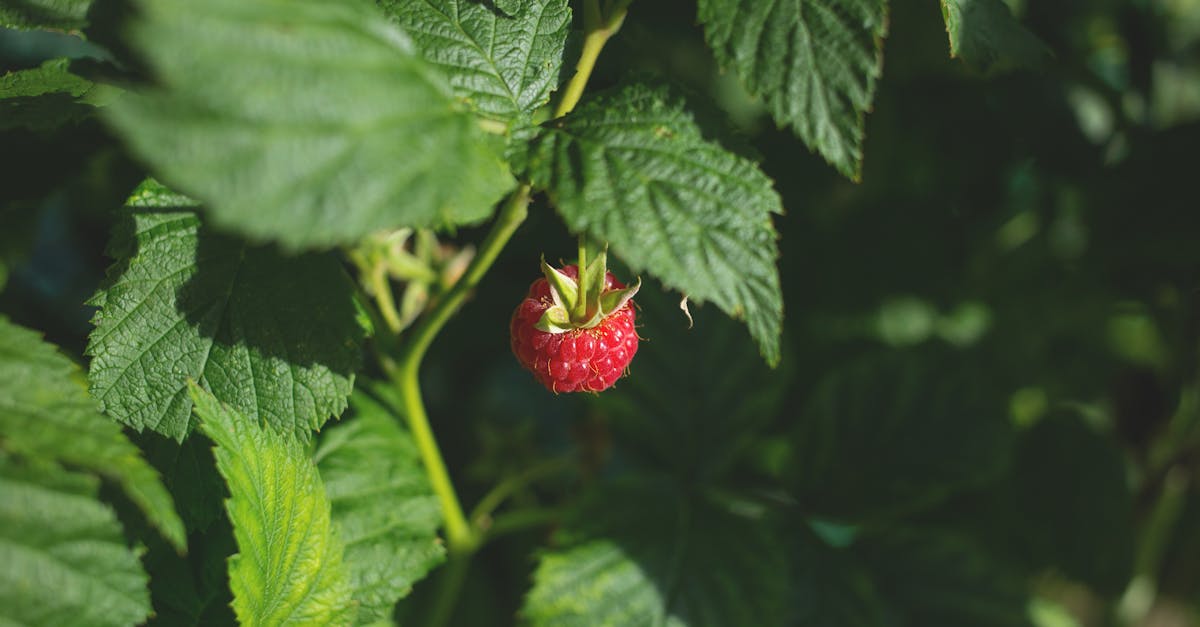 découvrez les principes de l'alimentation anti-inflammatoire : aliments à privilégier, conseils pratiques et bienfaits pour réduire l'inflammation et améliorer votre santé au quotidien.